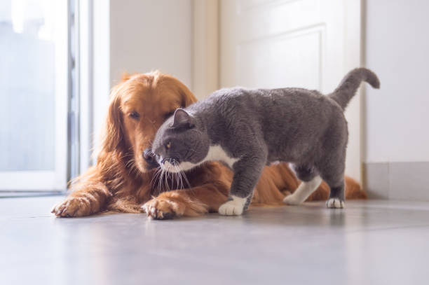 istock British short hair cat and golden retriever 963432400