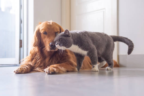 istock British short hair cat and golden retriever 963432402