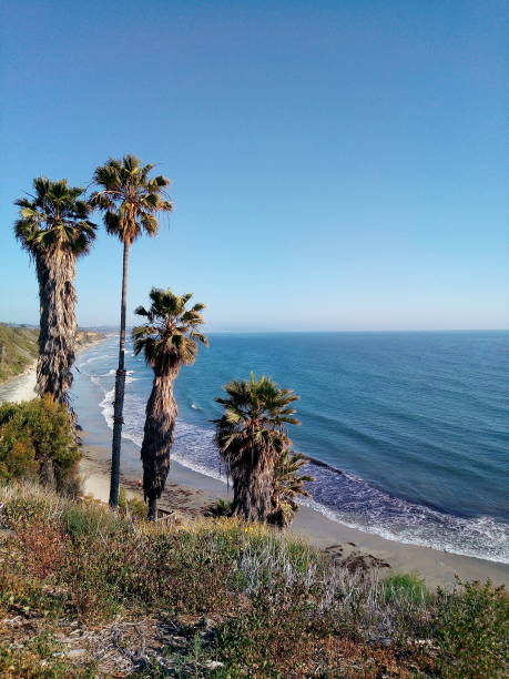 절벽에서 야 자 나무 - california encinitas beauty in nature blue 뉴스 사진 이미지