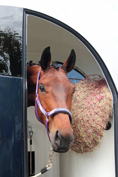 brun häst tittar ur en transportör - horse net hay bildbanksfoton och bilder