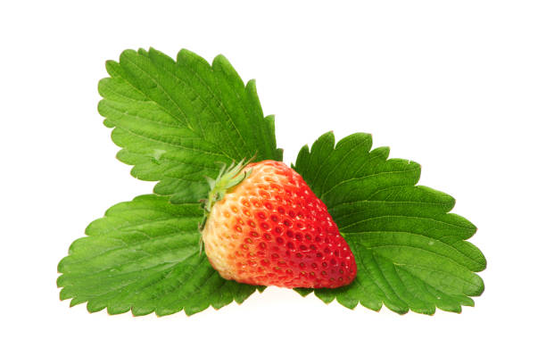 istock Fresh strawberries and  green leaves  isolated on white background 963437846