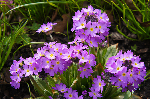 Primula denticulata or drumstick primrose purple flowers