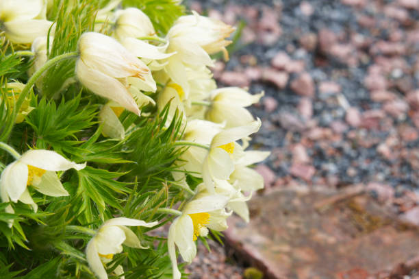 Pulsatilla ludoviciana or anemone patens or pasqueflower white flowers with green copyspace Pulsatilla ludoviciana or anemone patens or pasqueflower white flowers with green copyspace anemone ludoviciana stock pictures, royalty-free photos & images