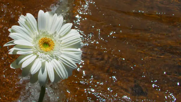Gerbera, blomma med glittrande vatten