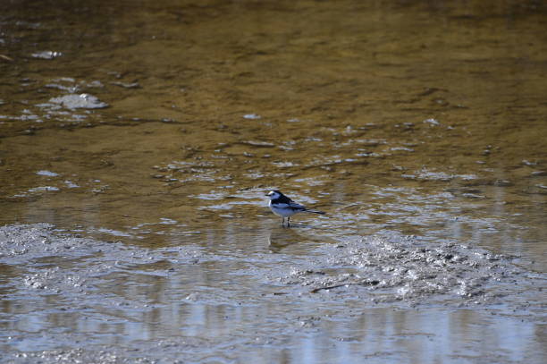 istock A beautiful bird in wetlands 963444290