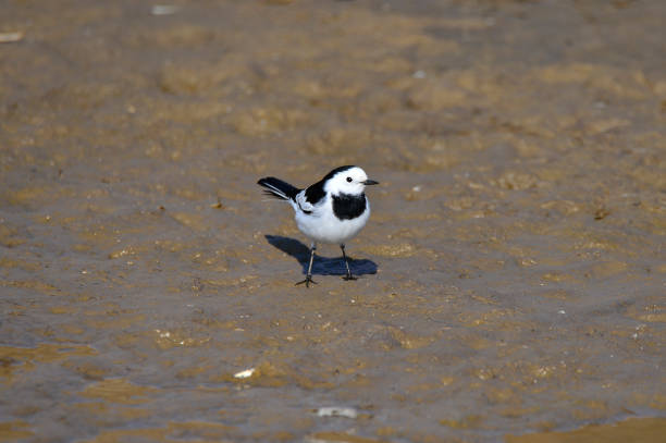 istock A beautiful bird in wetlands 963444336