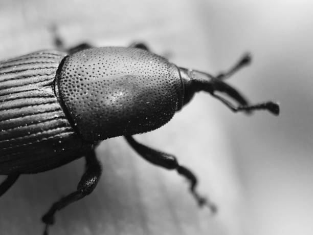 Free picture: monochrome, macro, insect, wildlife, nature, biology ...