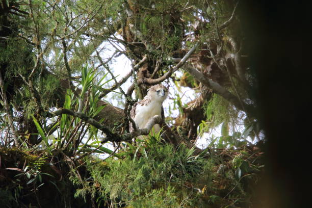 Great Philippine eagle (Pithecophaga jefferyi) nesting in Mindanao, Philippines stock photo