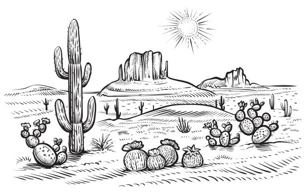 Desert landscape vector illustration with saguaro and opuntia blooming cactus. Desert landscape vector illustration. Hand drawn black and white line desert with saguaro and opuntia blooming cactus. arizona illustrations stock illustrations