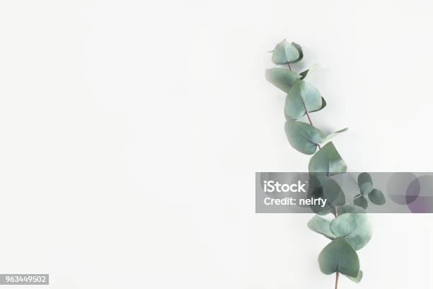 Green Floral Composition Stock Photo - Download Image Now - Eucalyptus Tree, White Background, Directly Above