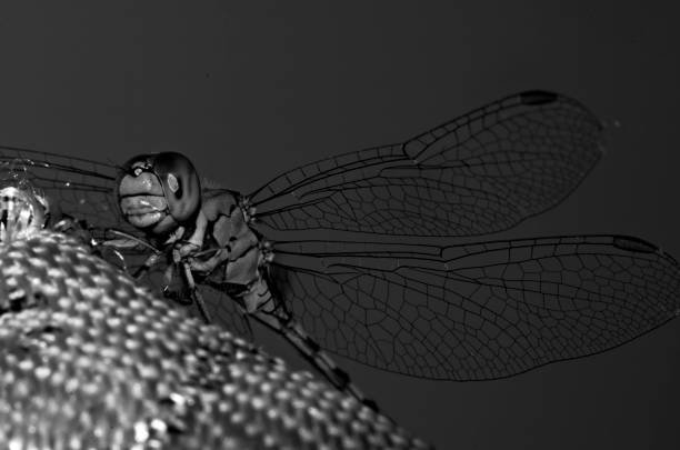 A dragonfly is an insect belonging to the order Odonata, infraorder Anisoptera. Adult dragonflies are characterized by large, multifaceted eyes, two pairs of strong, transparent wings, sometimes with coloured patches, and an elongated body