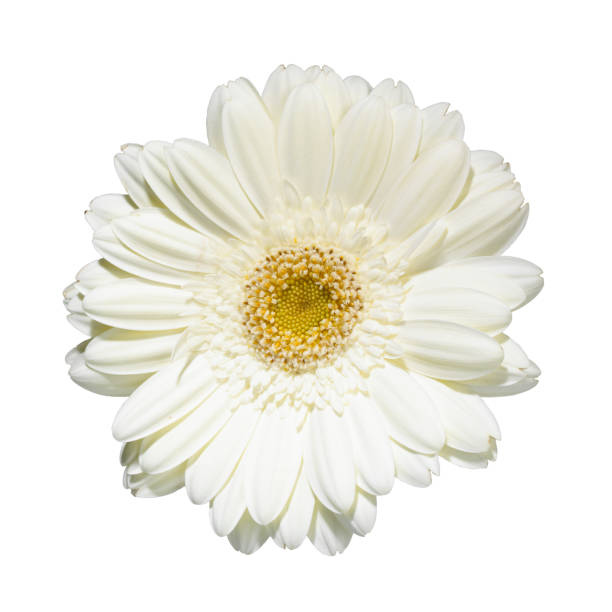 WHITE GERBERA FLOWER WHITE GERBERA FLOWER ISOLATED ON WHITE BACKGROUND gerbera stock pictures, royalty-free photos & images