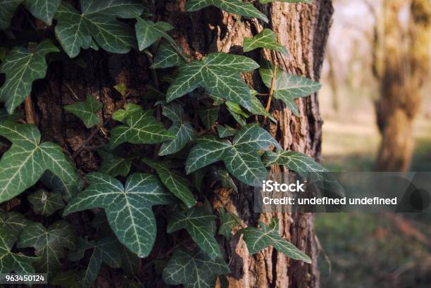 Himalayan Murgröna På Ett Träd Hedera Nepalensis-foton och fler bilder på Bakgrund - Bakgrund, Bark, Botanik