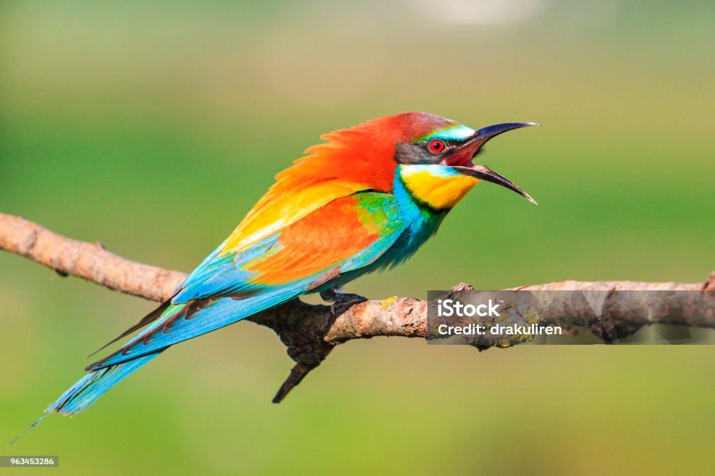 Angry Bird With A Colorful Plumage Stock Photo - Download Image Now - Animal,  Animal Wildlife, Bangkok - iStock