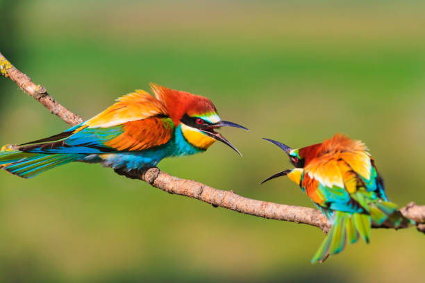 istock colored birds are wrecking on the branches 963453300