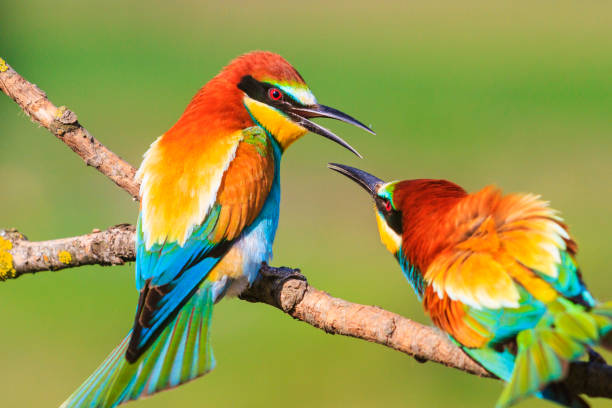 spring colored birds flirting spring colored birds flirting, natural design, unique moments in the wild bee eater photos stock pictures, royalty-free photos & images
