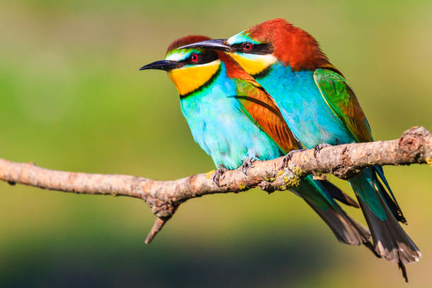 istock Paradise birds sit on a dry branch 963453330