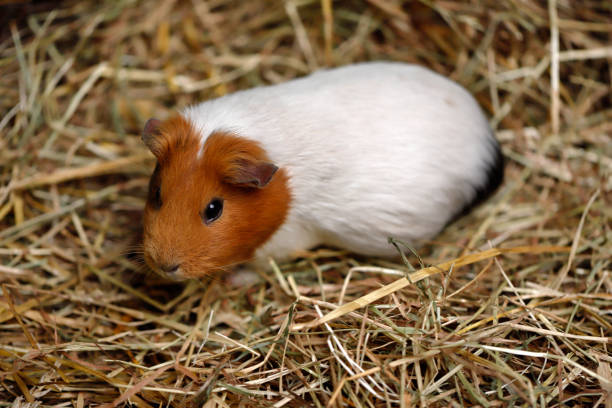 istock White-brown domestic guinea pig (Cavia porcellus) cavy 963453612