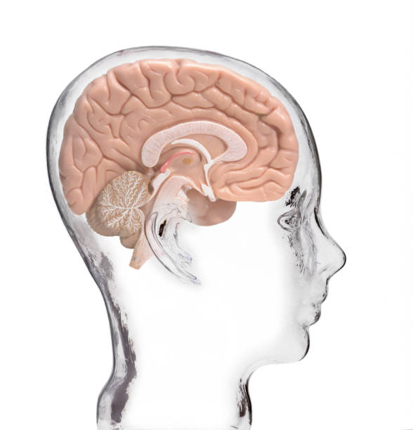 istock GLASS MODEL OF HUMAN HEAD WITH BRAIN 963454298