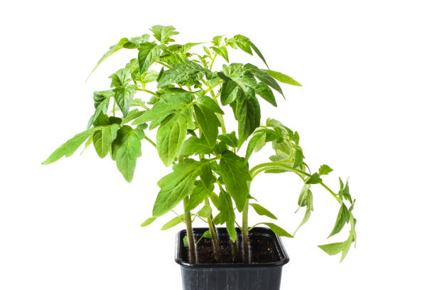 seedlings of tomatoes - scented non urban scene spring dirt imagens e fotografias de stock