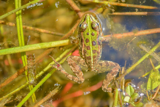 zielona dzika żaba - frog water isolated drop zdjęcia i obrazy z banku zdjęć