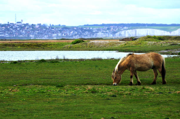 A horse stands gracefully in a serene countryside meadow, exuding calmness and dignity. The verdant grass and budding trees create a tranquil pastoral backdrop under the bright sunlight of a clear spring day.