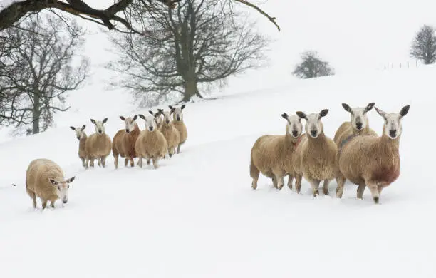 Photo of sheep in the snow in the Yorkshire dales