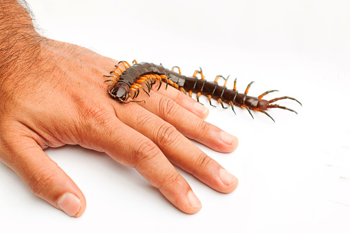 The centipede is a poisonous animal with many legs on someone's leg.