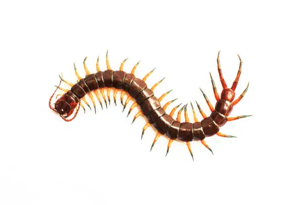 Photo of centipede isolate on white background