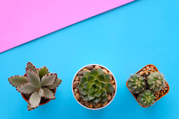 istock Cactus and succulent plants on blue paper background with copy space, top view, flat lay, succulent houseplant trendy design concept 963477934