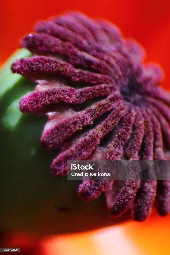 Macro de amapola boll. - Foto de stock de Amapola - Planta libre de derechos