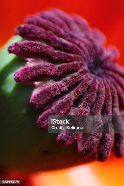 Macro Of Poppy Boll Stock Photo - Download Image Now - Head, Poppy - Plant, Agricultural Field