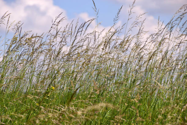 istock Close up view of bright green grass tending in the wind 963495932