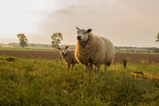 madre y el niño ovejas en la pradera en un día hermoso de verano en los países bajos photo