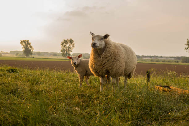 mother and child Sheep in the meadow on a beautiful summer day in the netherlands stock photo