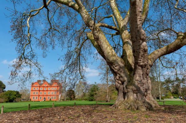 Oriental plane (Platanus orientalis), one of the five oldest trees planted at Kew Gardens since 1762, standing in front of the Dutch House building of Kew Palace London, UK - April 2018: Oriental plane (Platanus orientalis), one of the five oldest trees planted at Kew Gardens since 1762, standing in front of the Dutch House building of Kew Palace kew gardens spring stock pictures, royalty-free photos & images