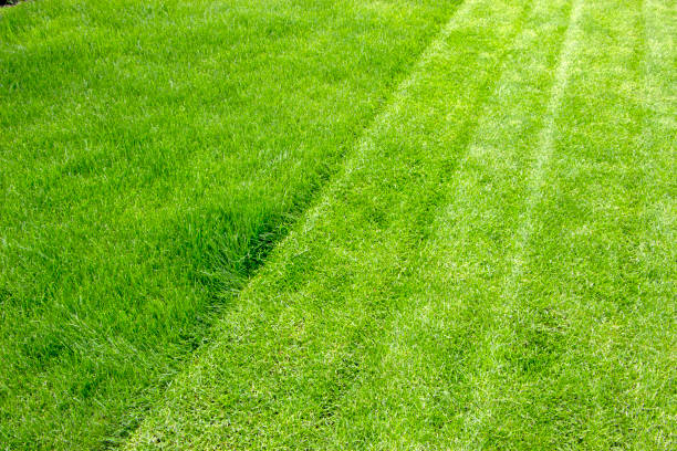 istock Juicy young grassy grass close-up 963510934