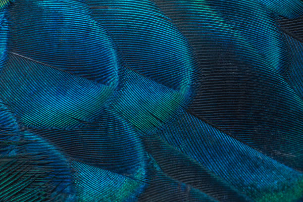 istock Closeup peacock feathers ,Green peafowl 963514498