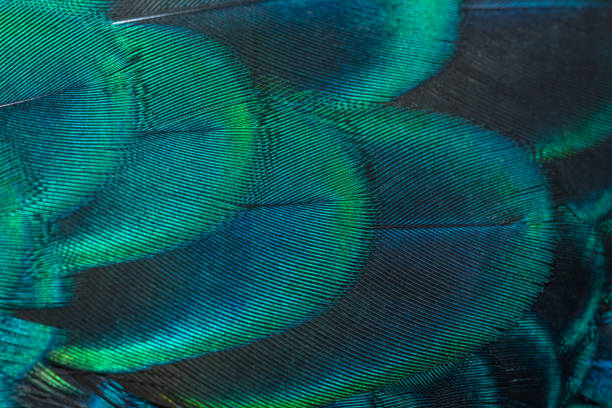 istock Closeup peacock feathers ,Green peafowl 963514546