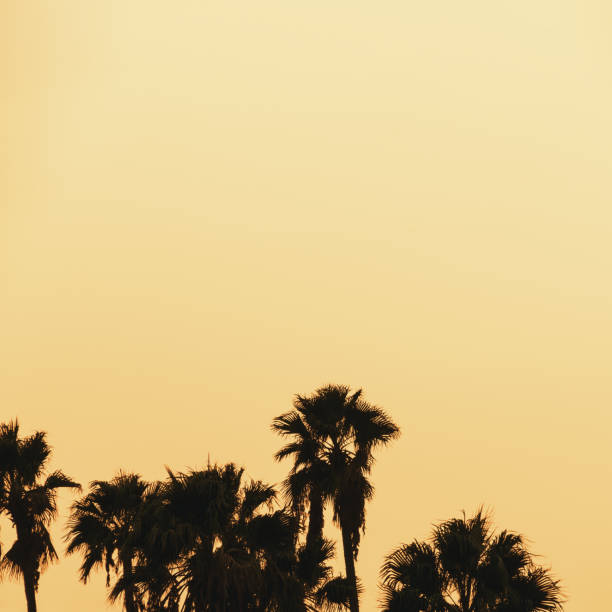 istock Beautiful sunset of LA palm trees 963514608