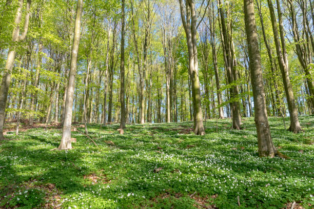 istock Forest with wood anemones in springtime 963514638