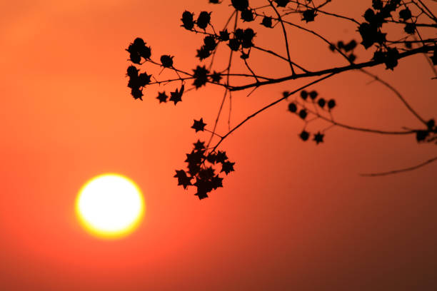 istock Low Angle View Of Silhouette Tree Against Orange Sky 963528008