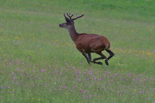 Deer buck is running on the spring meadow near the forest