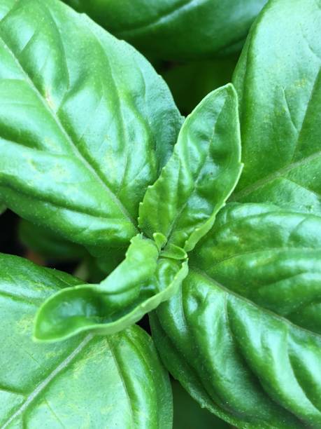 istock Closeup on Basil leaves in plant 963532338