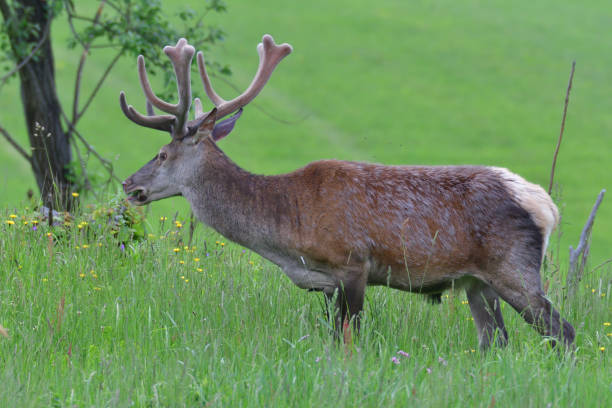 istock stags with antlers in the spring close up portrait 963532822