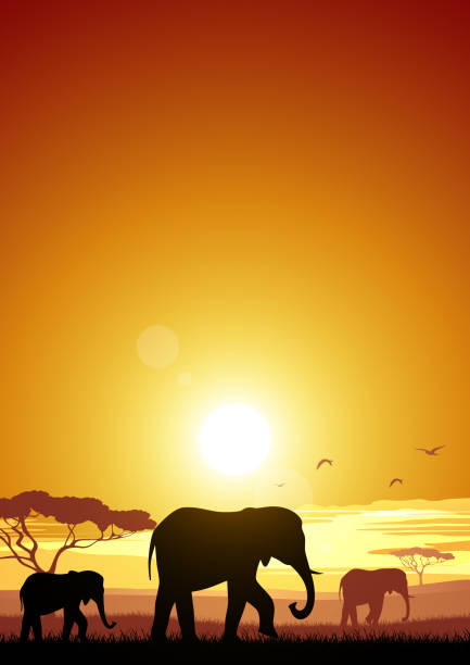 afrika - african sunrise stock-grafiken, -clipart, -cartoons und -symbole