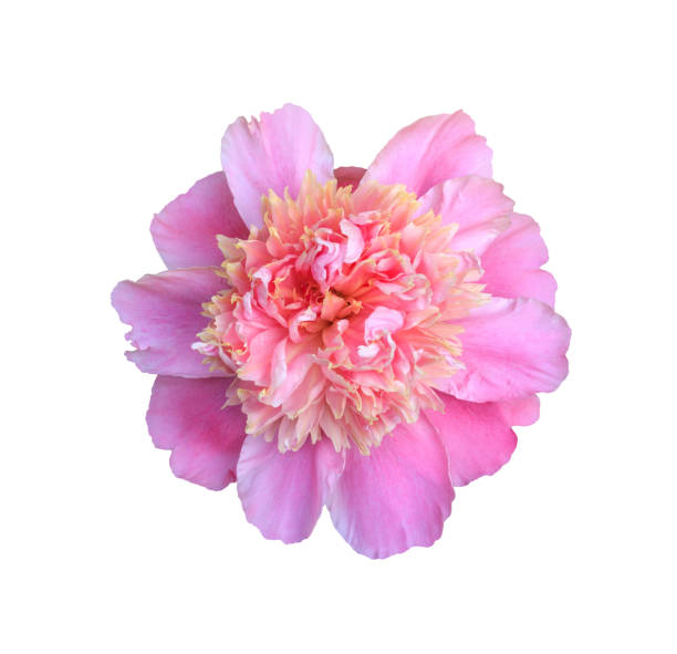 istock blooming flower pink peony close up, top view isolated on white background 963534254