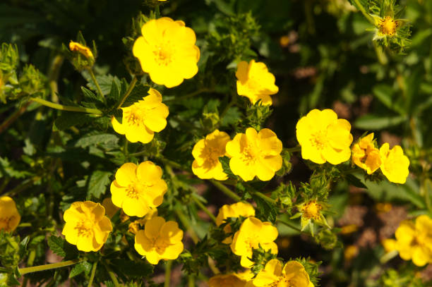 Potentilla aurea yellow flowers with green Potentilla aurea yellow flowers with green potentilla goldfinger stock pictures, royalty-free photos & images