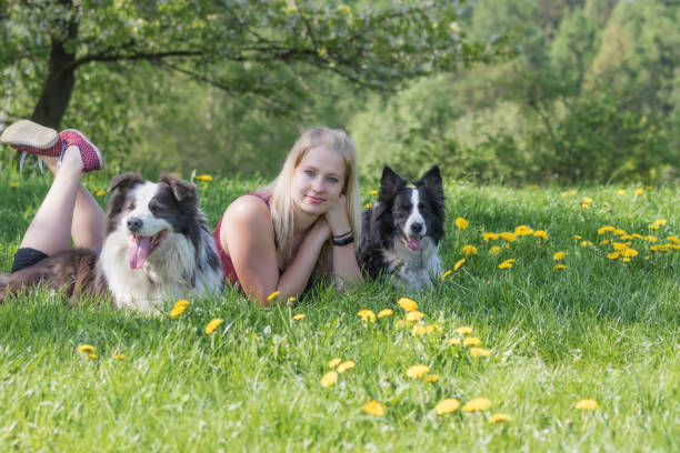 istock Smiling attractive young blond woman is lying between two Border Collies 963544626