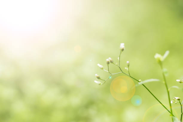 istock Abstract green natural background with sunlight and lens flare, environment friendly concepts 963547162